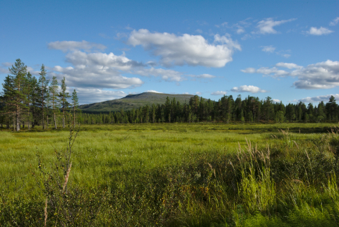 metsä lähellä ullatievaa suo, metsä ja Pyhäkero tunturi