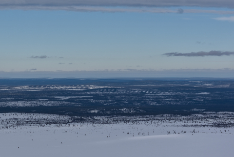 teollisuusmetsä Ylläs-Pallas kansallispuiston vieressä hakattujen metsien kaistaleet maisemassa