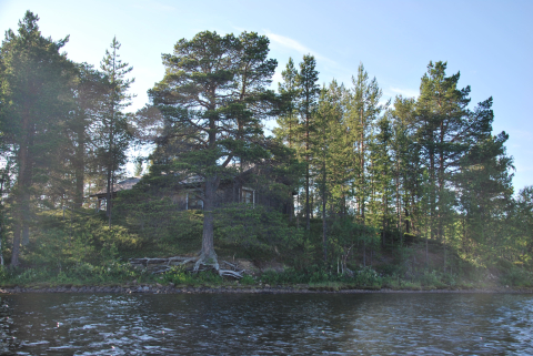 Vanha kämppä järven rannassa ison männnyn takana