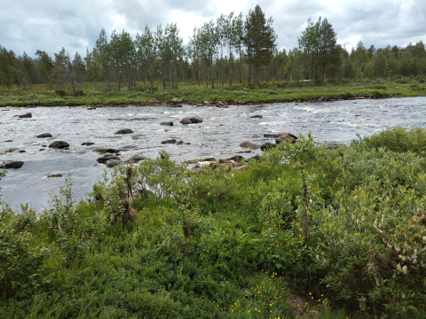 Ounasjoki (kuva: Petri Haapala) fast flowing river with stones sticking out
