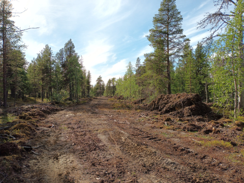 metsätie