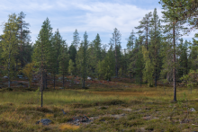 Alfinmaa mire and trees in background