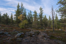 Alfinmaa ja Hetta-Pallas vaellusreitti vaellusreitti ja metsä