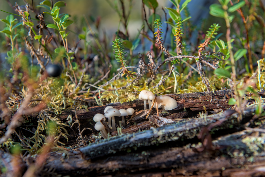 mushrooms growing out of old fallen wood trunk